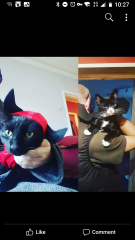 The Continuing Adventures of Cat Three