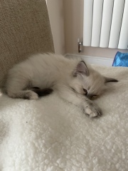 Kitten throwing up once a day