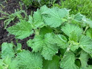 Plant identification, please