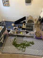 A genuine Guinea pig thread!!! 