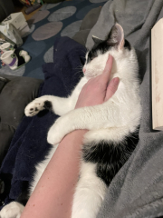 Cats used to be worshiped as Gods...