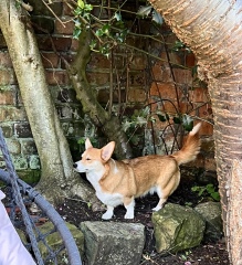 Little update on the rescue corgi