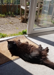Thug cat part 5 - For he will not do destruction, if he is well-fed, neither will he spit without provocation.
