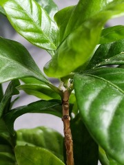What is this on my coffee arabica plant?