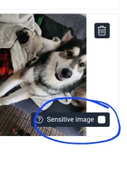 Can we share dog pictures?