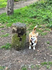Little update on the rescue corgi