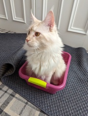 White cats, or any cats, really...