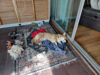 Little update on the rescue corgi