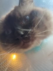 Adopting a rescue ragdoll