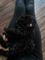 What dog is this??