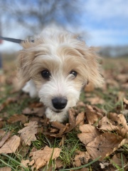 Can we share dog pictures?