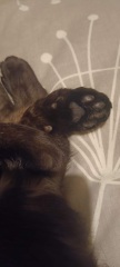 Toe Beans 