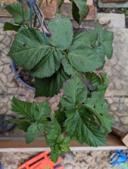 Weed or fruit plant? 