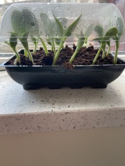 Courgette seedlings 