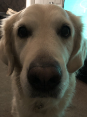 What do you call your dog…?