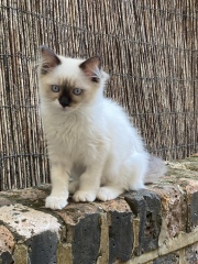 White cats, or any cats, really...