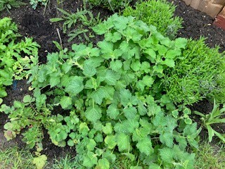 Plant identification, please