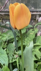 Come and tell me your dull and unexciting news 25: Calmly through the day 