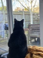 Advice for new cat mum please