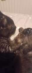 Toe Beans 
