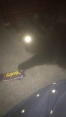 Cats used to be worshiped as Gods...