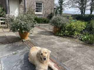 What thing do you love in your garden?