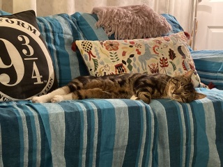 Update on the cat with no name.... :-)