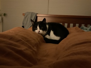 The Continuing Adventures of Cat Three