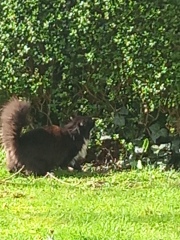 Cats used to be worshiped as Gods...