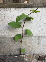 Japanese Knotweed