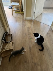 Cat and kitten - how do you think this is going?