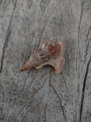 Any conchologists about?
