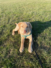 Puppy Survival Thread - as we approach Fireworks night for the first time…