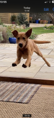 Puppy Survival Thread - as we approach Fireworks night for the first time…