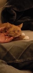 Would you give away your pet for a million pounds?