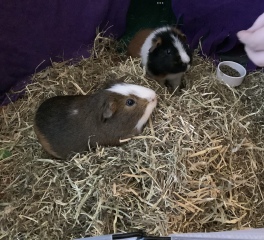 A genuine Guinea pig thread!!! 