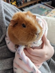 A genuine Guinea pig thread!!! 