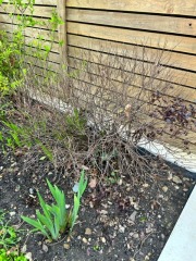 Pittosporum lost all leaves 
