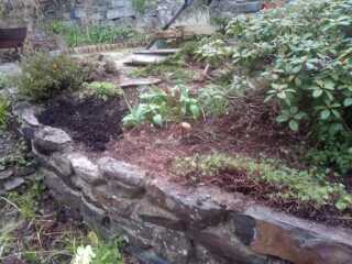 What to do with these hardy geraniums?
