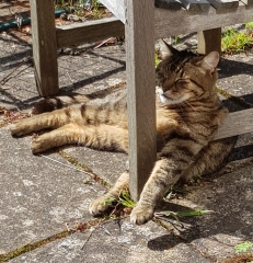 Thug cat part 5 - For he will not do destruction, if he is well-fed, neither will he spit without provocation.