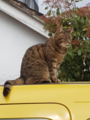 Thug cat part 5 - For he will not do destruction, if he is well-fed, neither will he spit without provocation.