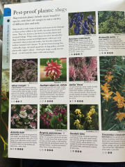 Slug and snail help!