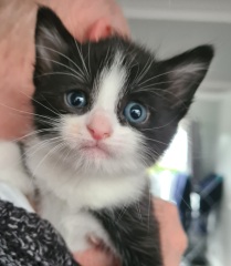 I am not bloody calling it Velcro!!