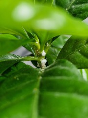 What is this on my coffee arabica plant?