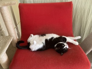 The Continuing Adventures of Cat Three