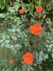Rose Appreciation Thread