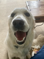 Puppy Survival Thread - as we approach Fireworks night for the first time…