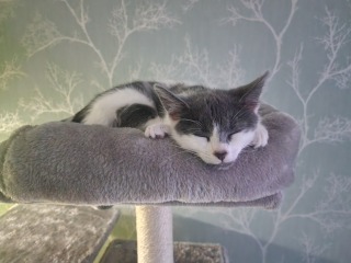 Kitten always has dirty ears