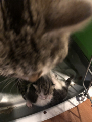 Advancing into April - Frugal Friends still being, er, Frugal.