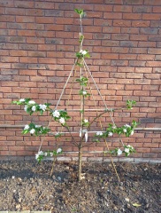 Cover for ugly garden wall (pic included)
